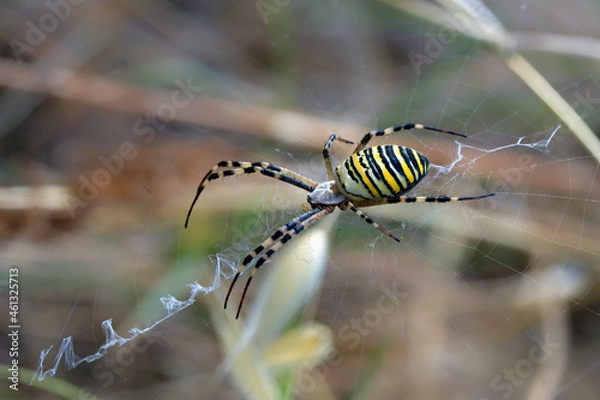 Obraz Argiope