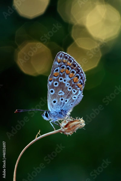 Obraz Polyommatus Icarus