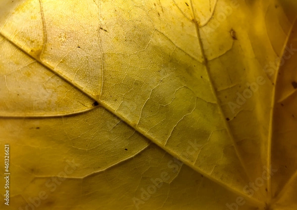 Fototapeta Colorful autumn leaf in macro for background. Background in autumn colors.