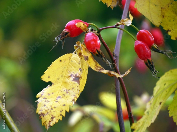 Obraz red rose hips