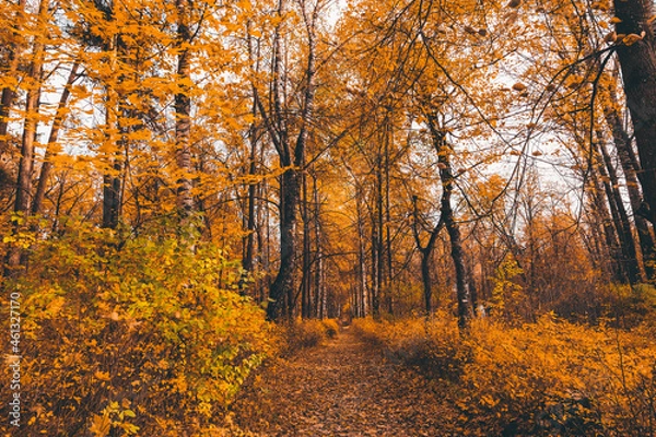 Fototapeta nature park with autumn foliage and trees