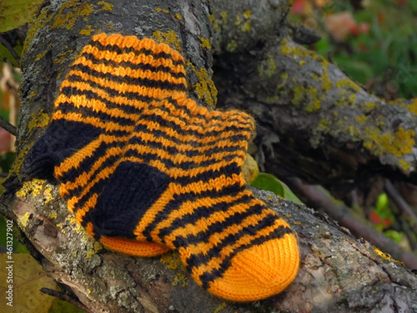 Obraz lichen on a tree