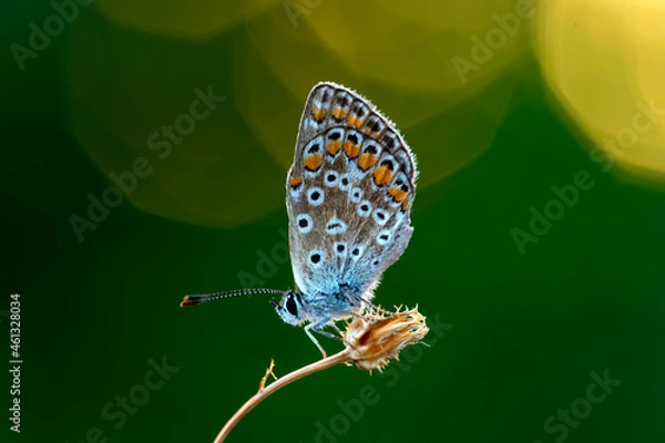 Obraz Polyommatus Icarus