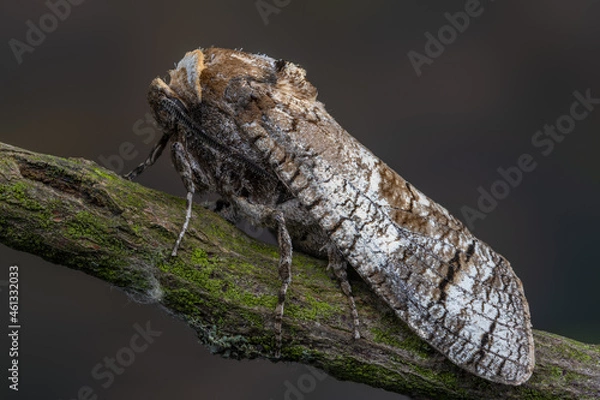 Fototapeta Goat Moth - Cossus cossus