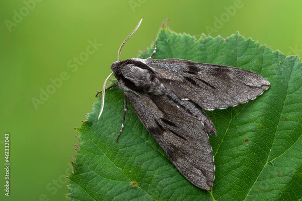 Fototapeta pine hawk-moth - Sphinx pinastri