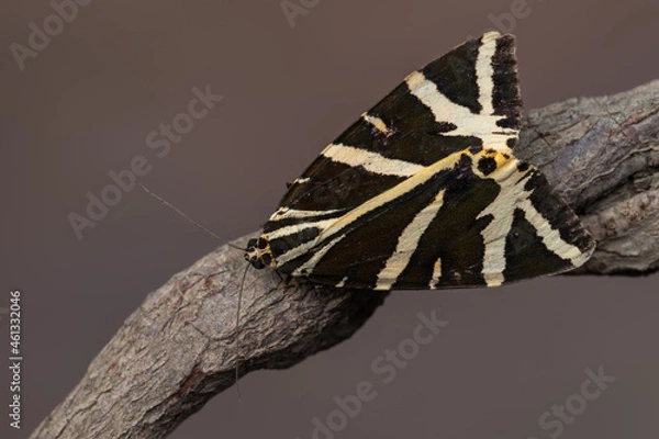 Obraz Jersey Tiger - Euplagia quadripunctaria