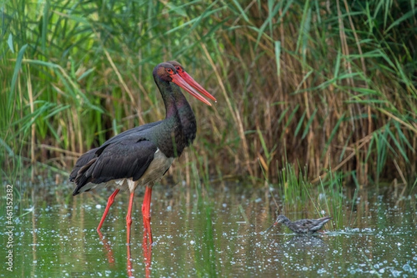 Obraz Bociany czarne w wodzie 