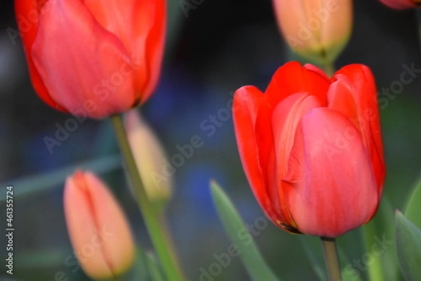 Obraz Red tulip close up