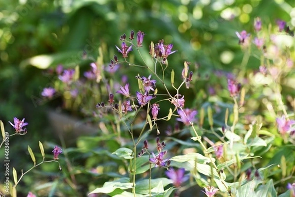 Fototapeta Toad lily flowers. Liliaceae perennial plants. It grows in the shade and blooms from summer to autumn. 