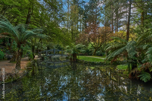 Fototapeta Stunning Mountain Ash Tree's, Surviving The Recent Catastrophic Storms In The Dandenong Range's