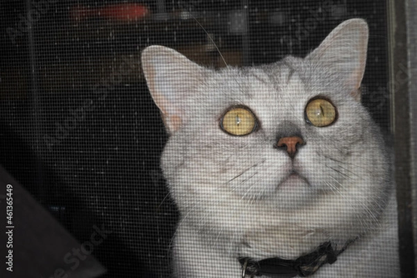 Obraz cat on a window