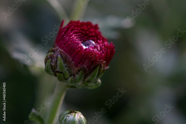 Fototapeta red budding flower with water droplet 