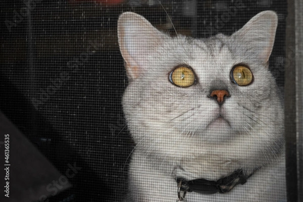 Obraz cat on a window with huge eyes 