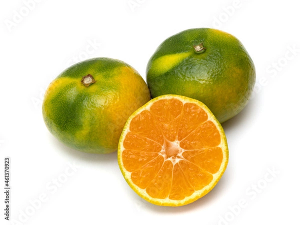 Fototapeta 早生みかん