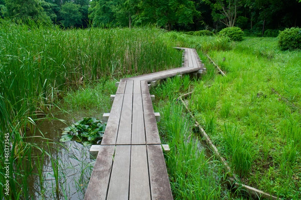 Obraz 水元公園の遊歩道