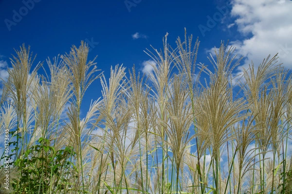 Obraz 国営昭和記念公園のススキ