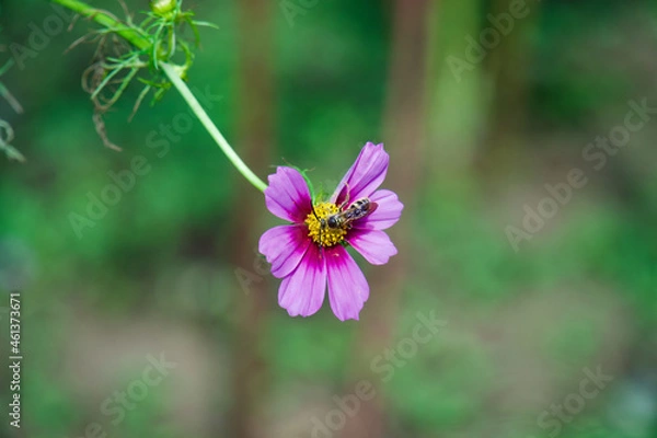 Obraz 国営昭和記念公園のコスモス