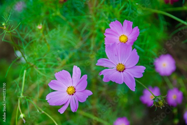 Obraz 国営昭和記念公園のコスモス