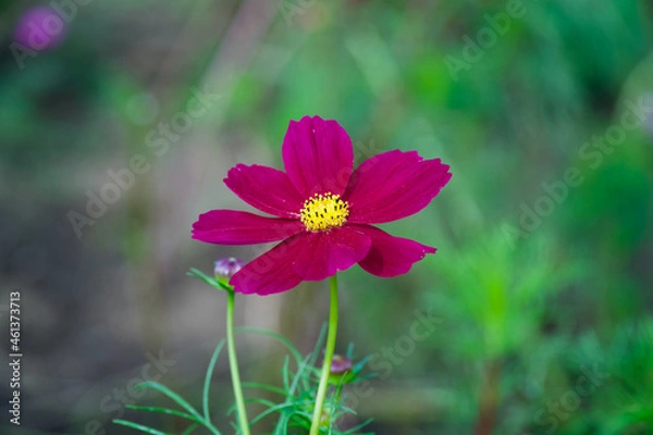 Obraz 国営昭和記念公園のコスモス