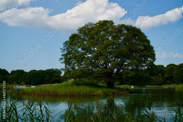 Obraz 国営昭和記念公園の池