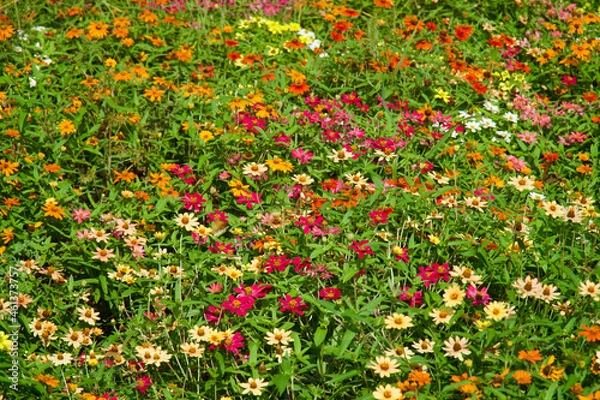 Obraz 国営昭和記念公園の花