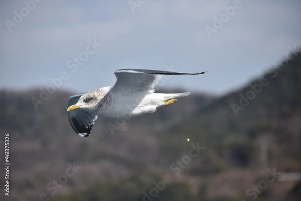 Obraz 小豆島のカモメ