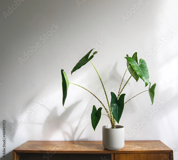 Obraz Alocasia zebrina Tiger houseplant in pot on shabby chic, grungy wooden shelf. Isolated on white background, text space. Black and white striped stem, glossy textured, green, and arrow shaped leaves.

