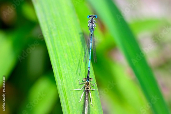 Obraz Sich paarende Libellen