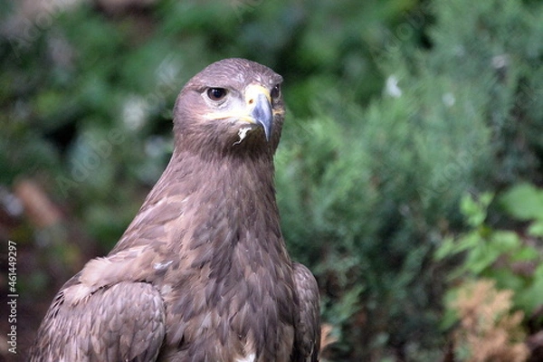 Fototapeta Steppe Eagle in the Moscow Zoo