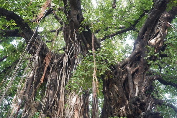 Fototapeta インド・ブッダガヤに自生するガジュマルの木