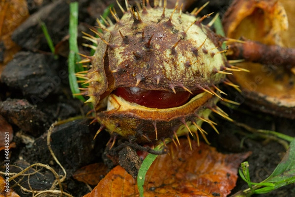 Fototapeta Kastanie