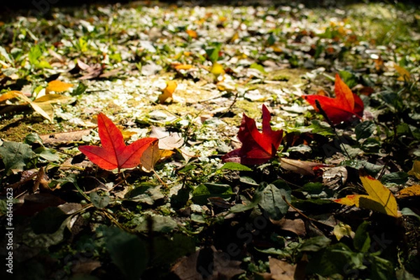 Obraz 公園の紅葉と落ち葉