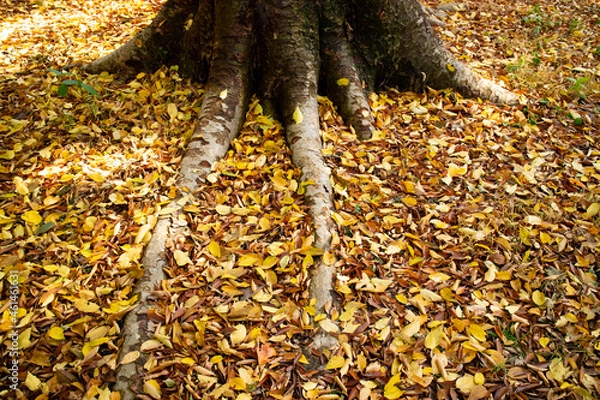 Obraz 公園の紅葉と落ち葉