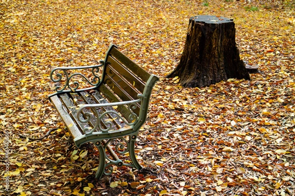 Obraz 公園の紅葉と落ち葉