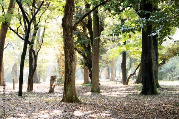 Obraz 公園の紅葉と落ち葉