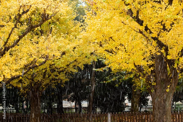 Fototapeta 公園の紅葉と落ち葉