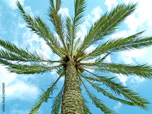 Obraz palm tree