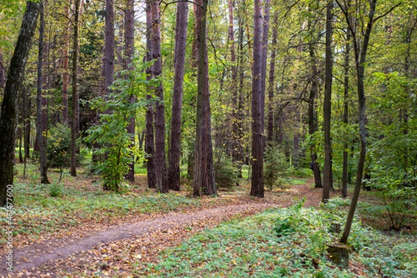 Obraz walking path in a beautiful forest