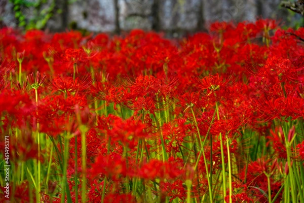 Fototapeta 伝法寺の彼岸花