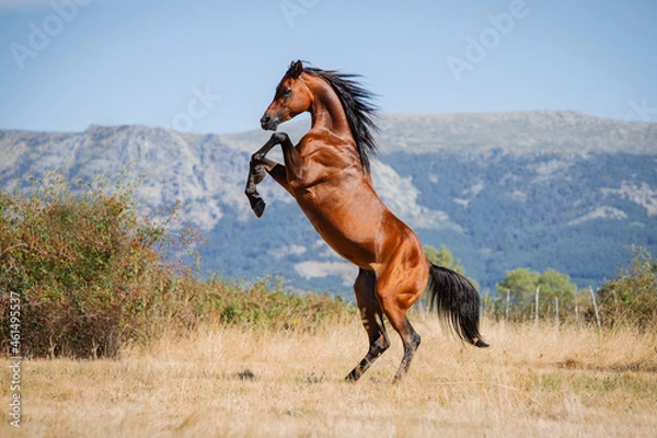 Fototapeta Beautiful bay arabian stallion doing levade in freedom