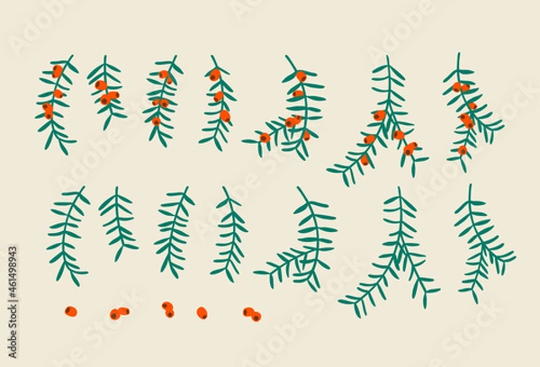 Fototapeta Yew tree branches with berries. Christmas symbol great for Christmas wreaths and arrangements. Vector drawing isolated.