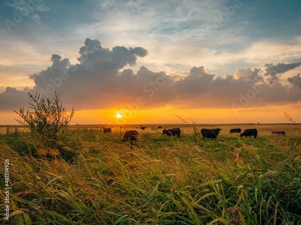 Fototapeta Sunrise over a field with cows, in Shamrock, Texas