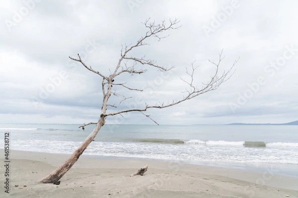 Fototapeta Dry tree in front of the sea