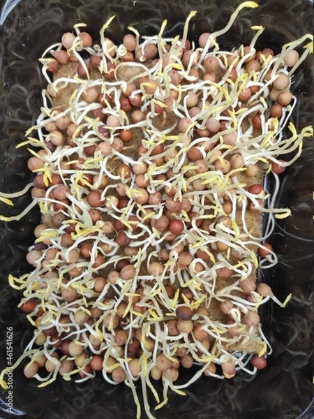 Fototapeta Pea sprouts