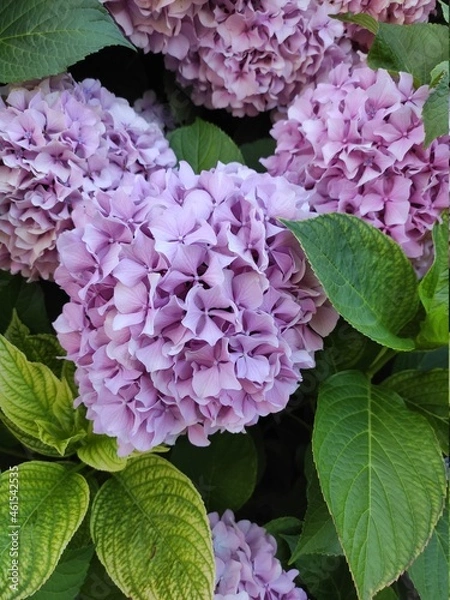 Fototapeta Hydrangea