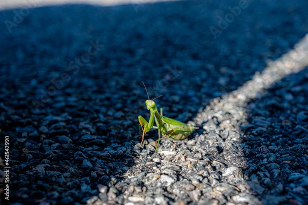 Obraz Mante religieuse