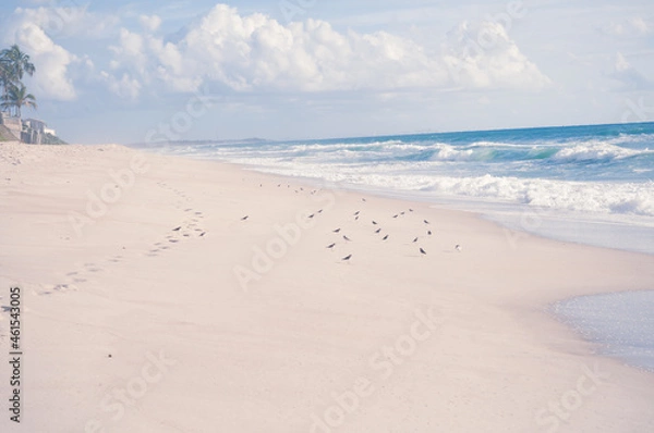 Obraz birds in the sea