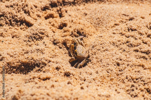 Obraz 
crab on the beach