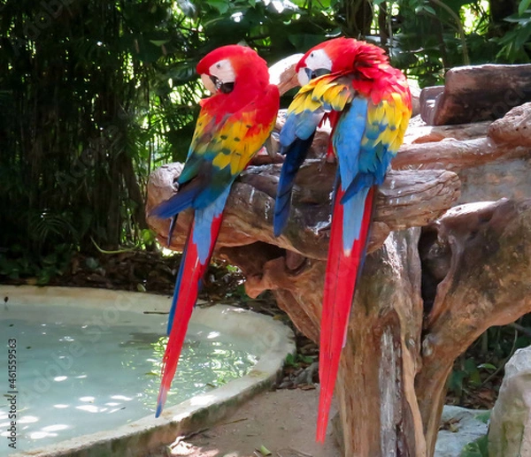Fototapeta red and yellow macaw