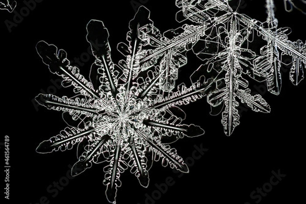 Obraz Extreme closeup of natural snowflakes